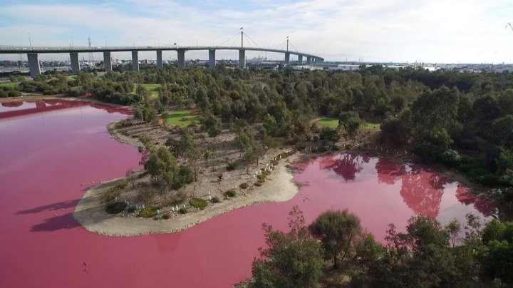 Westgate Park pink water