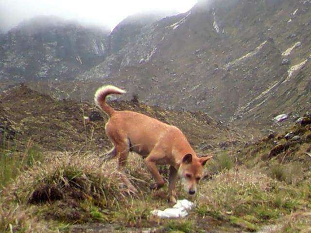 new guinea wild highland dog