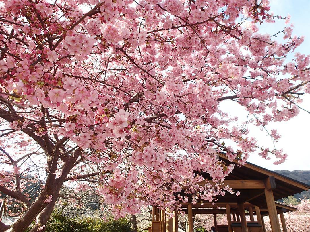 LOOK First Pictures of the Cherry Blossom  Season in Japan 