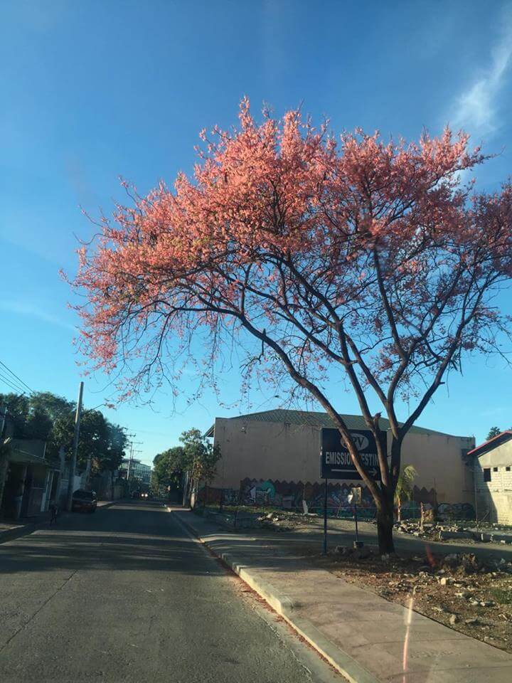 Cherry Blossoms Marikina