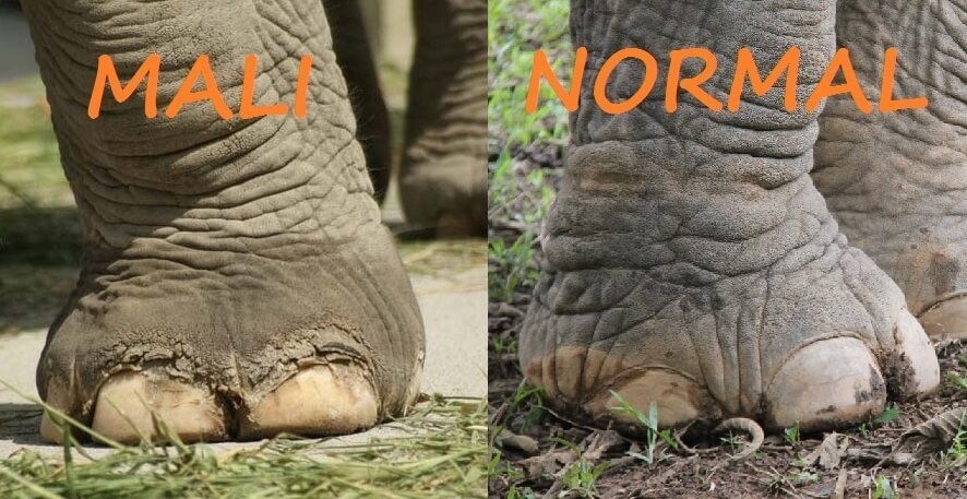 Mali foot comparison