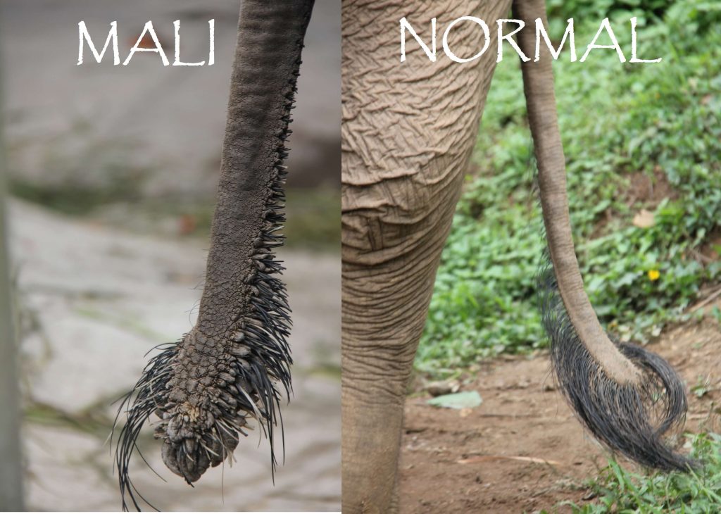 Mali tail comparison