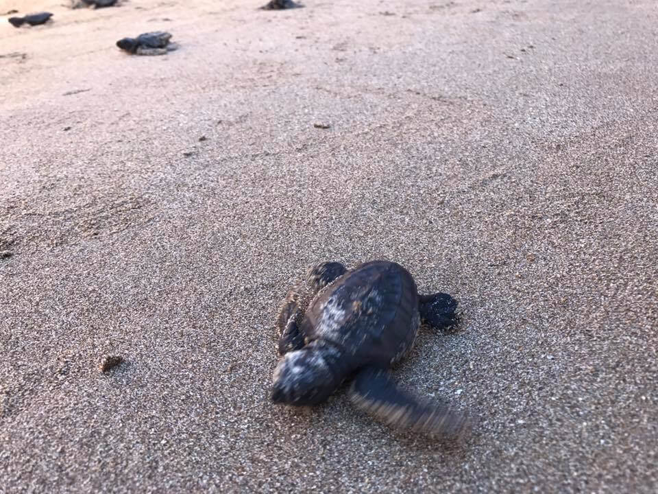 Olive Ridley Sea Turtles Hatch Hamilo Coast 3