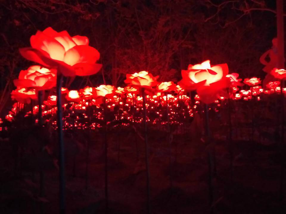 Red LED Roses 1