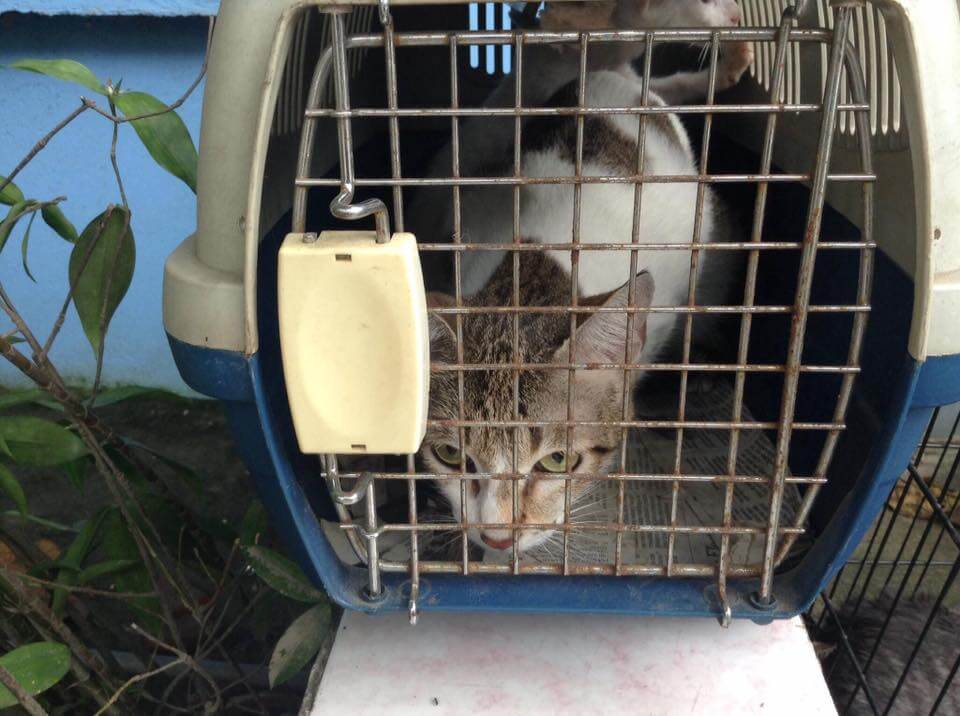 READ: Earthquake To-Dos For Pet Parents 2 cats earthquake 2