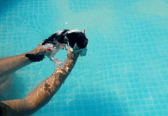 cats swim