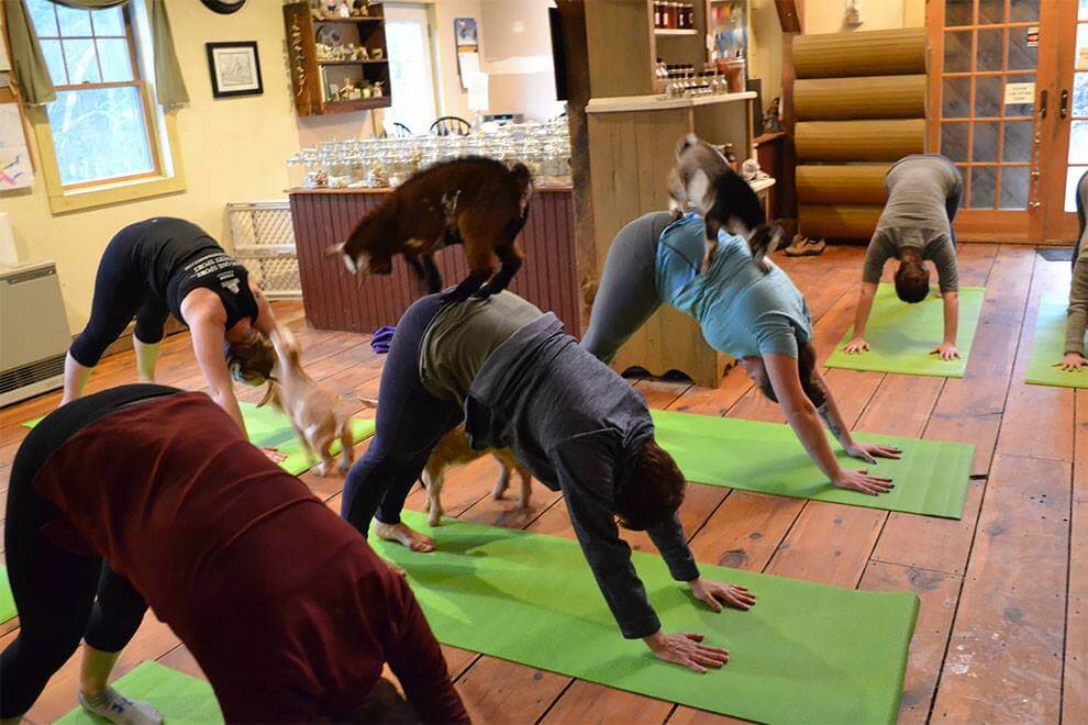 goat yoga