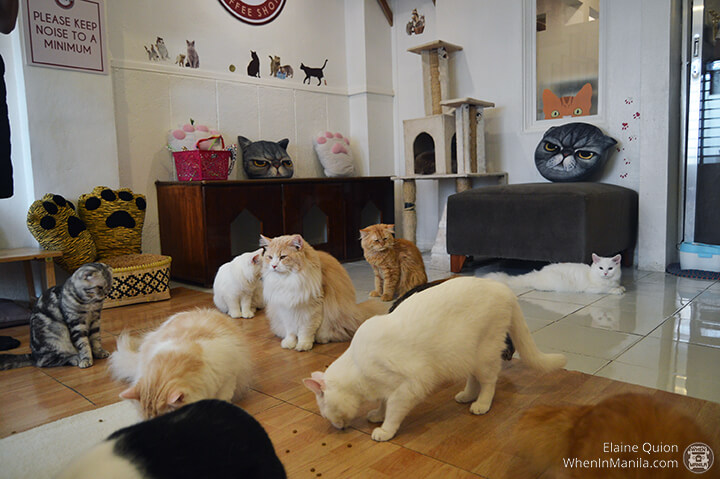 Le Cat Coffee Shop 15