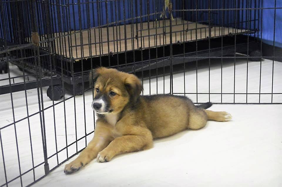 Yoshi - CARA rescued dog Philippines