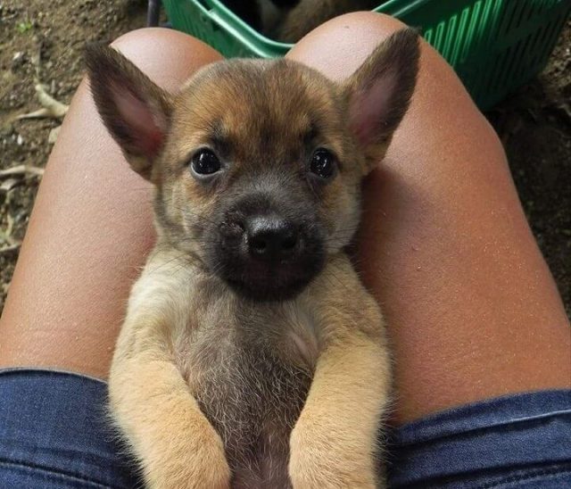 Look These Adorable Puppies Are Up For Adoption When In
