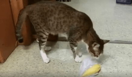 cat durian