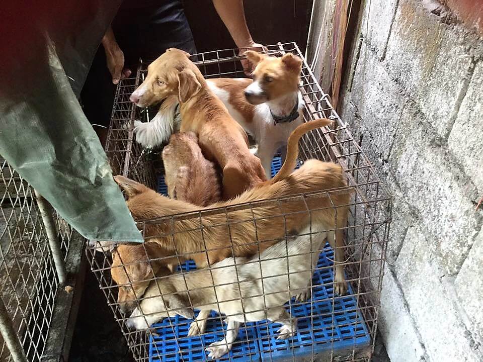 Inspiring: Woman Arrives in Time to Save 17 Dogs Scheduled For Euthanasia 2 Bamba Conception Meycauayan Dog Pound Rescue 3