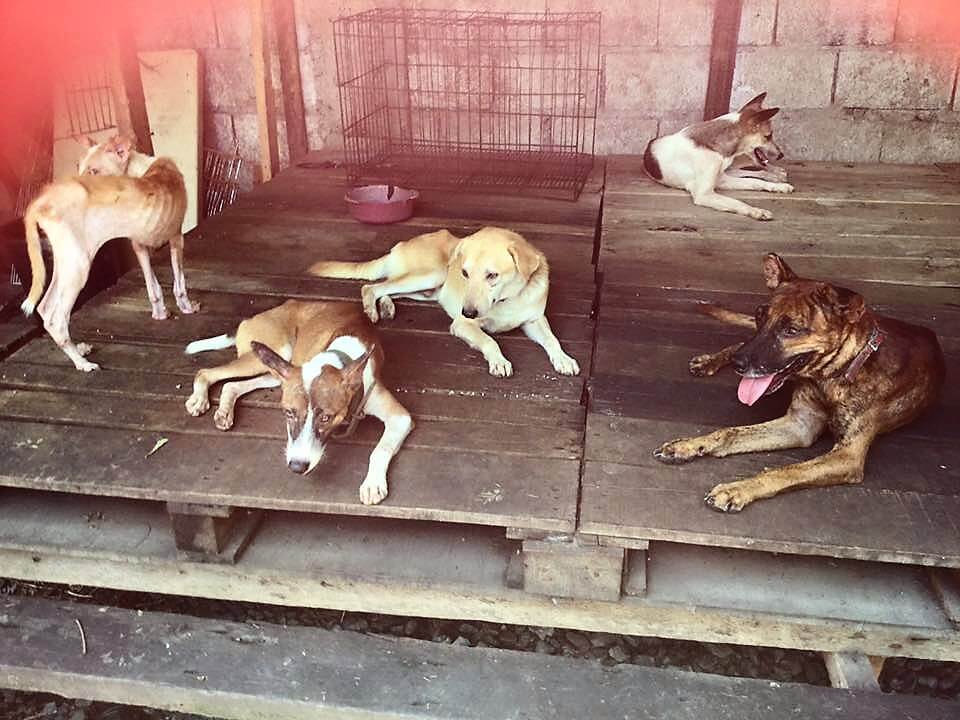 Bamba Conception Meycauayan Dog Pound Rescue 3