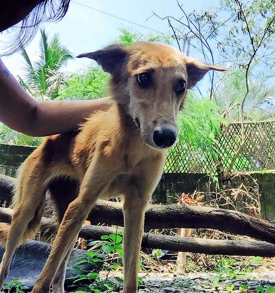 Bamba Conception Meycauayan Dog Pound Rescue 3