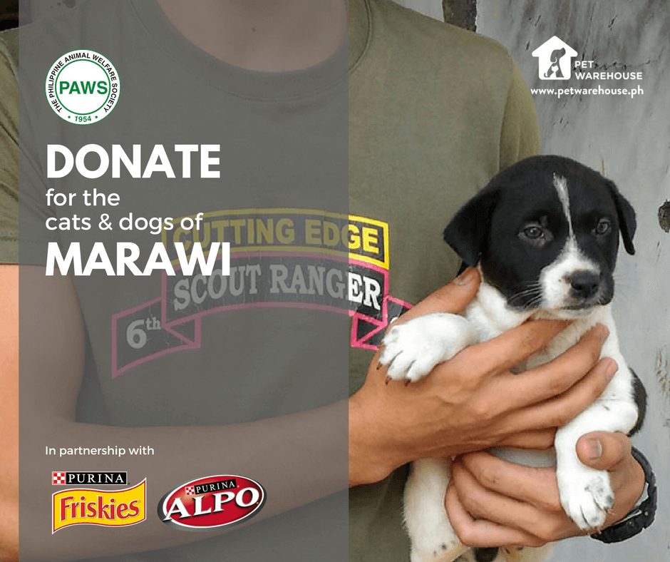 Donate for the Dogs and Cats of Marawi