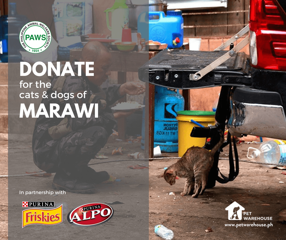 Donate for the Dogs and Cats of Marawi