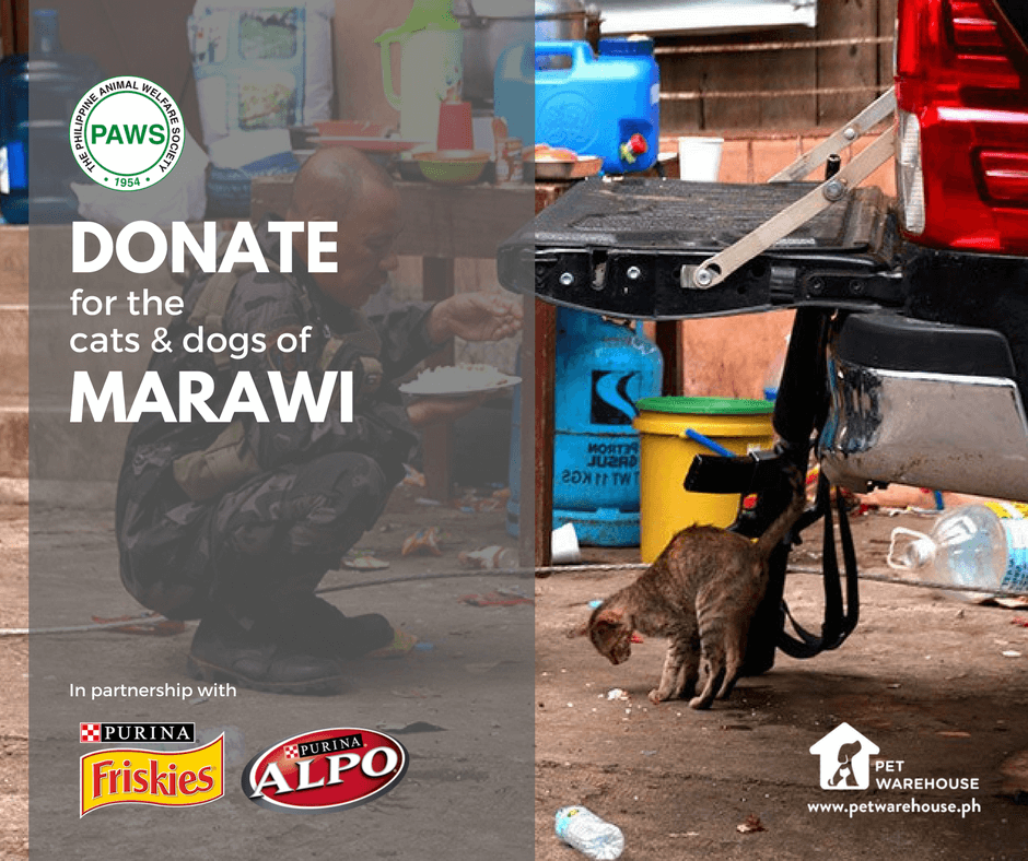 The Dogs and Cats of Marawi Are Starving: Let’s Help Feed These Furbabies 1 Donate for the Dogs and Cats of Marawi