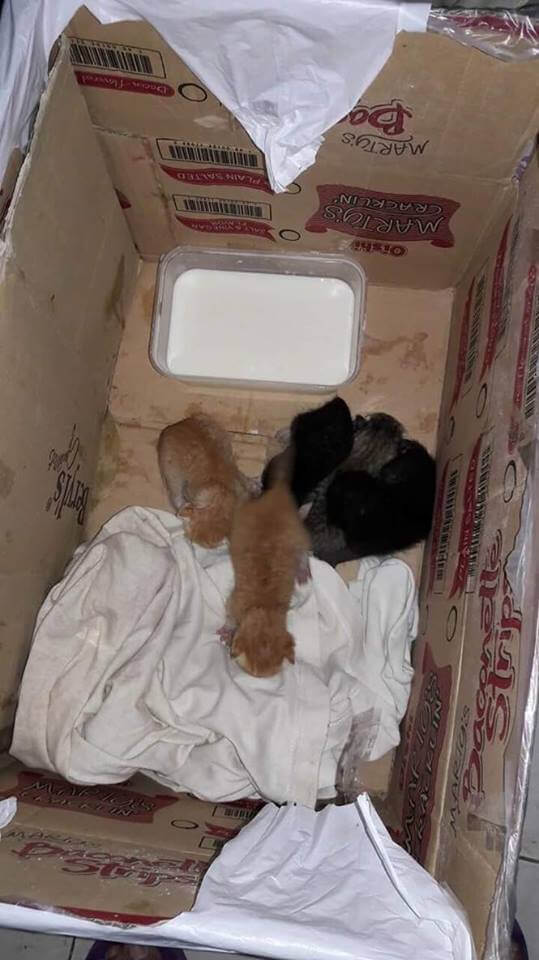 Mama Dog nursing 5 kittens