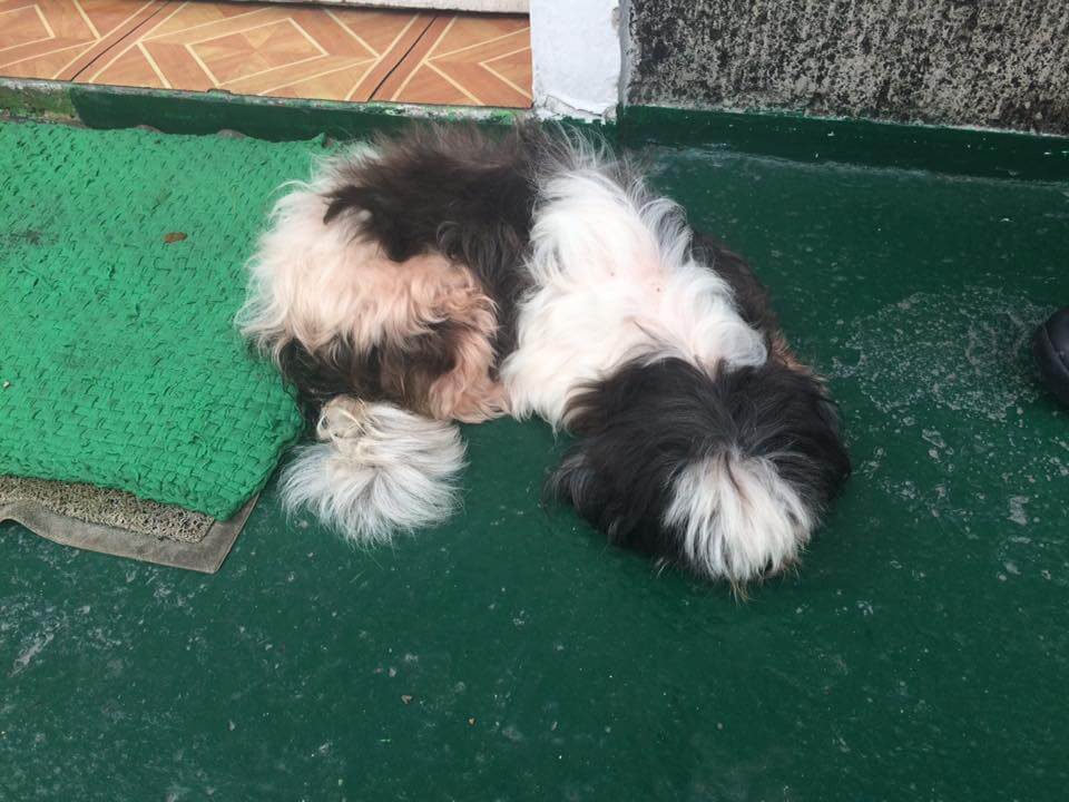 2 Heartbreaking Stories of Helpless Animals Stuffed Inside a Bag and Dumped in Trash 6 Shanella Vargas Rescue of a dog 1