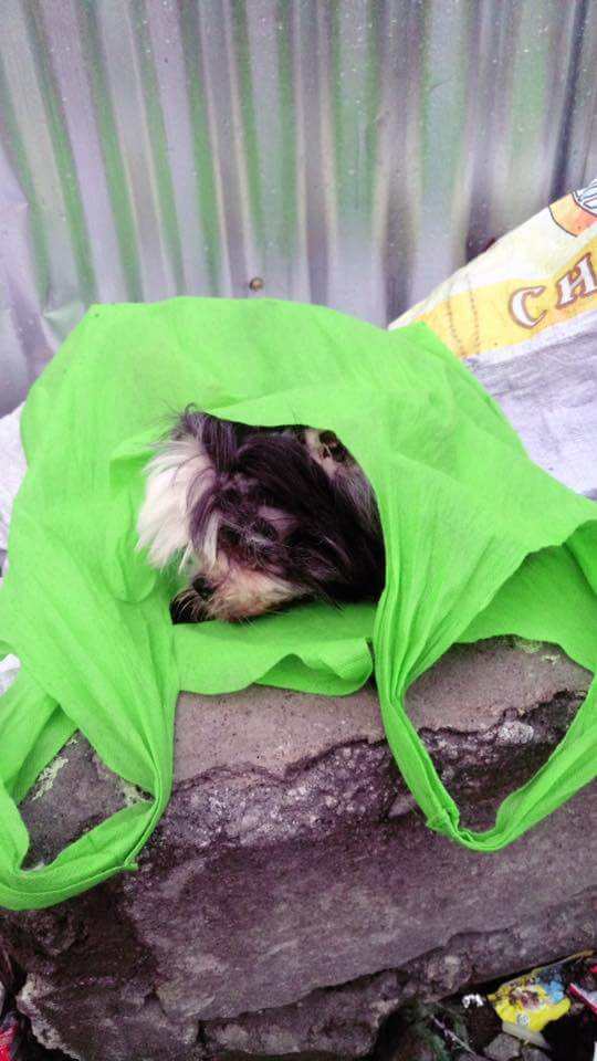 Shanella Vargas Rescue of a dog 3