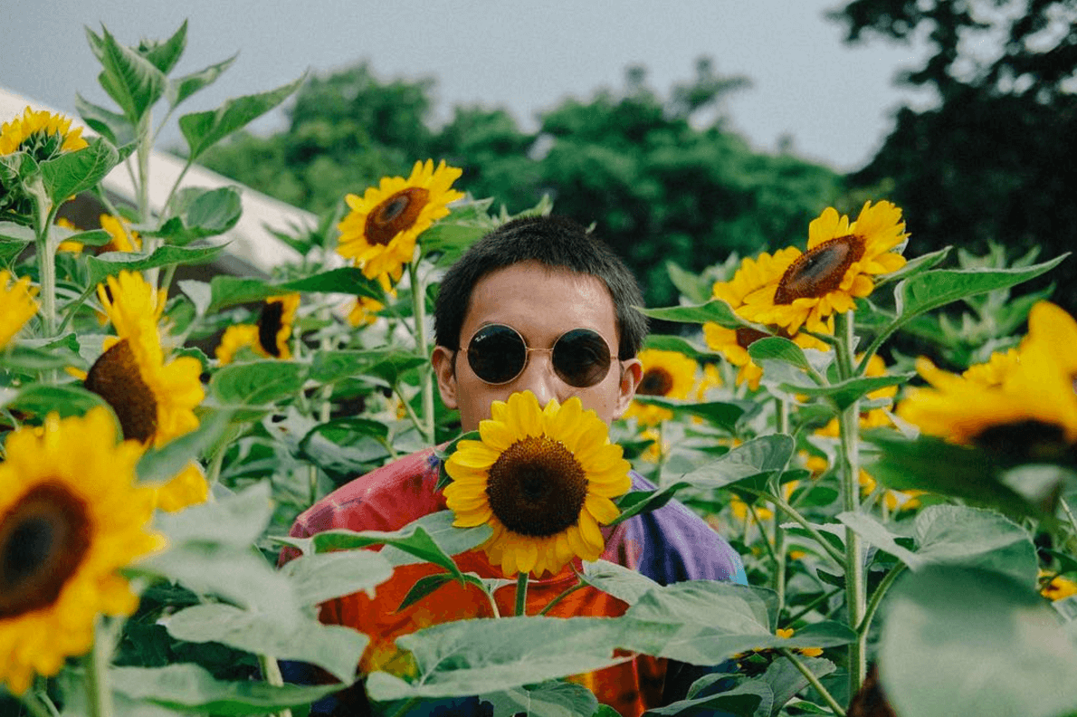 Sunflower Shots
