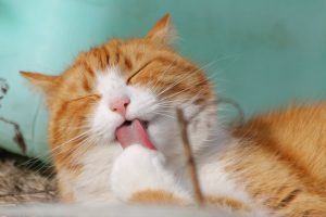 cat-sweet-kitty-animals-57416