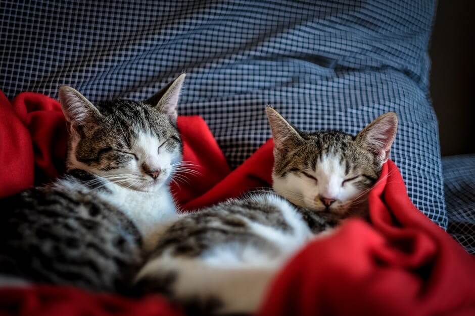 cats 3