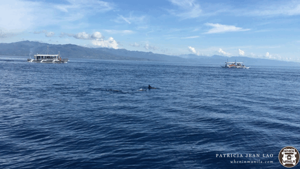 dolphin