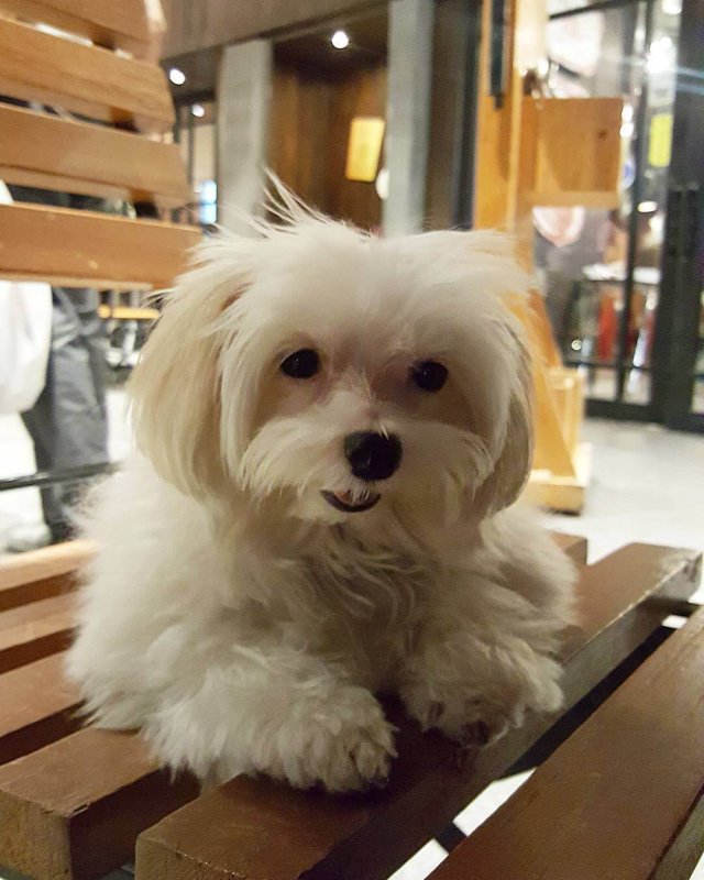 This little cutie just got her Pet Pass at Uptown Mall! Visit www.megaworldlifestylemalls.com for details on how your fur-babies can get theirs! #UptownBonifacioSecrets | Photo by: @dyanpaula