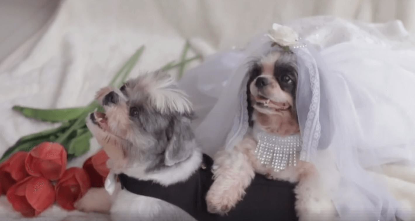 Dog Wedding