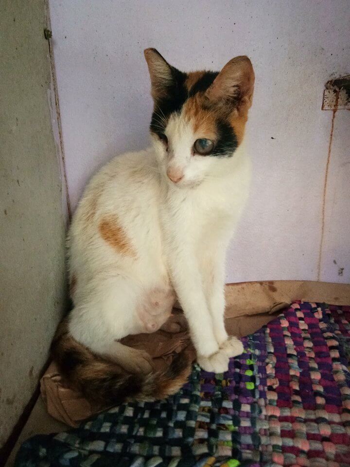 Freda Blind rescued Mama Cat
