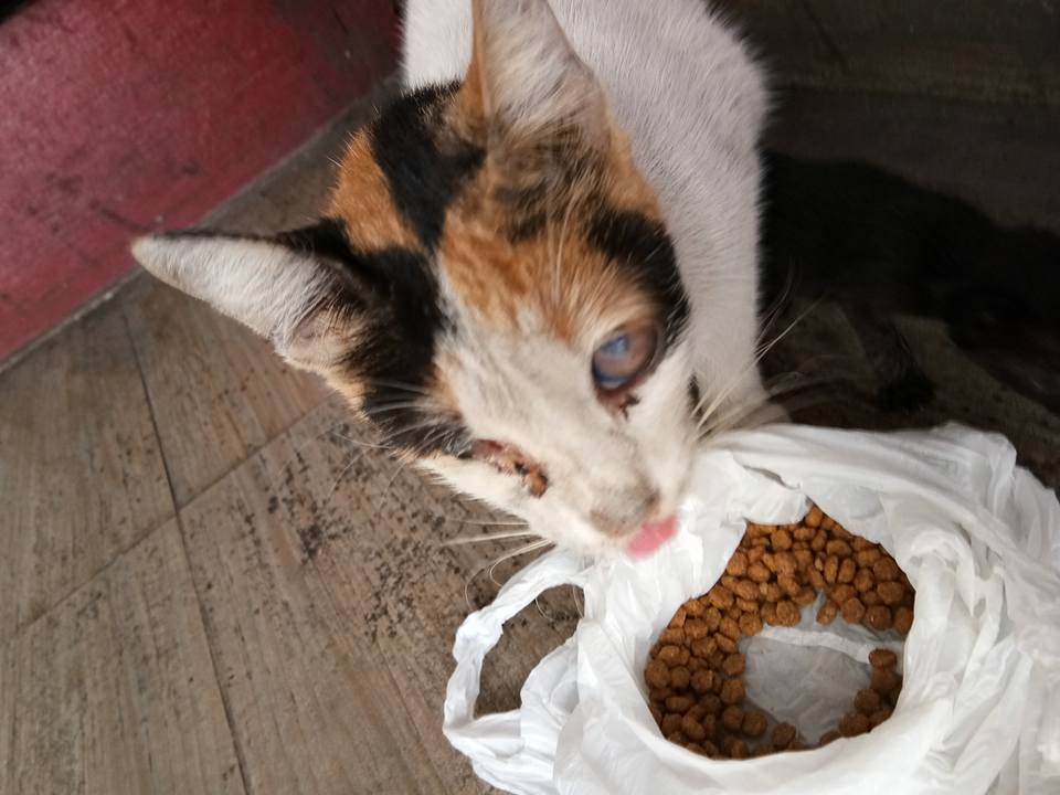 Rescued blind cat - Jaimee delos Reyes