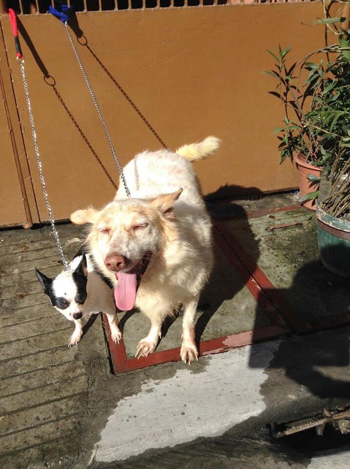 Young Artist To Make Unique Artworks To Raise Fund For Rescued Dog's Much Needed Dental Surgery 4 Say Ches Fundraising Drive for the Dental Surgery of a Rescue Dog in the Philippines