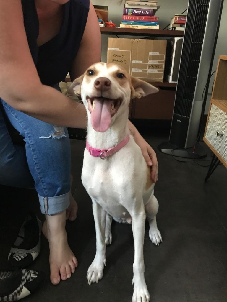 HELP MAS DOGS Maddie rescued dog