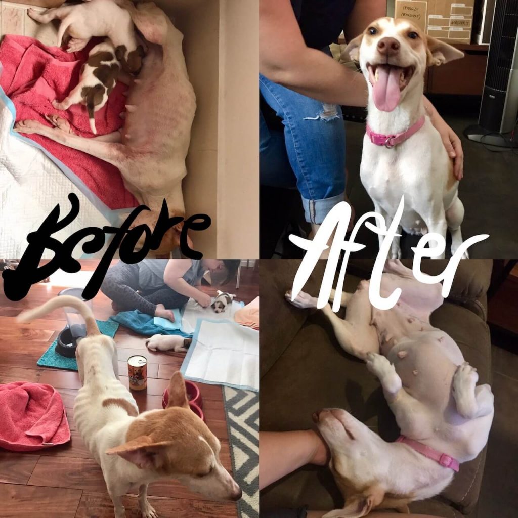 Help Mas Dogs Maddy rescued dog