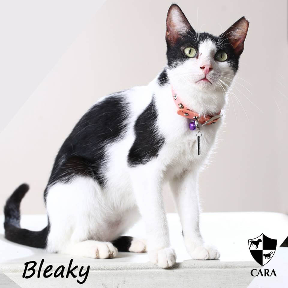 CARA cat for adoption Bleaky