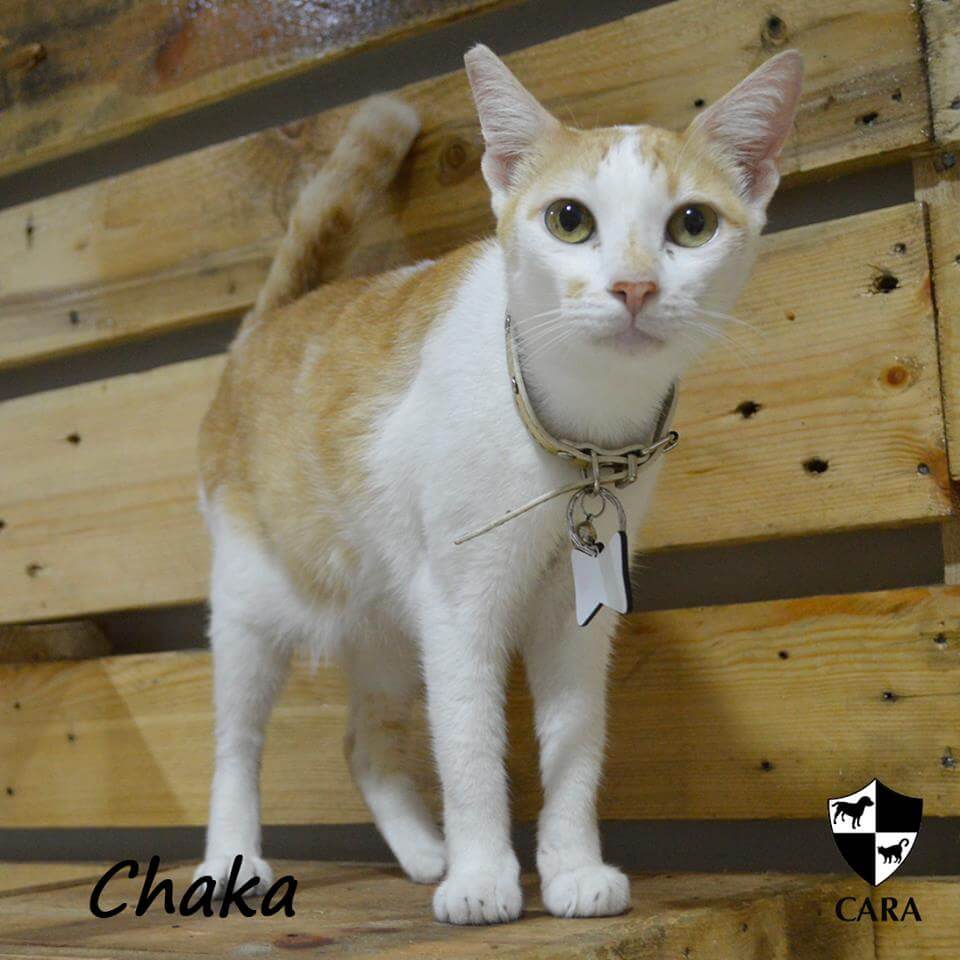 CARA cat for adoption - Chaka