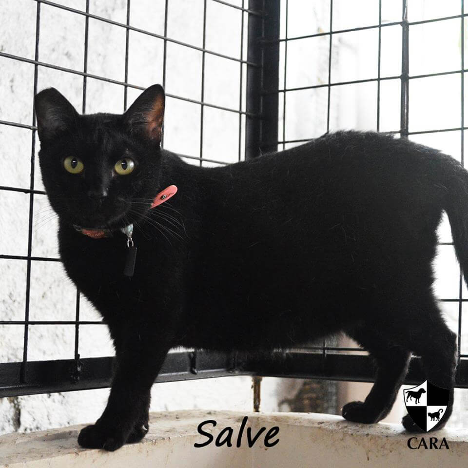 CARA cat for adoption Salve