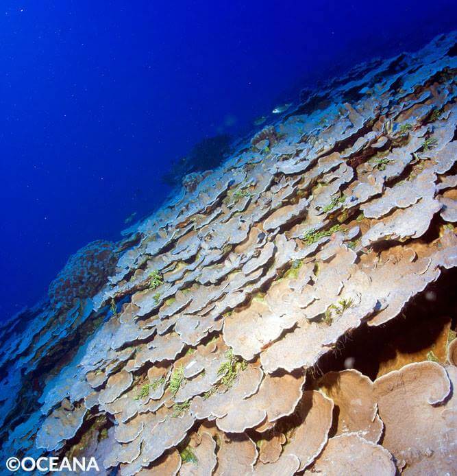 Coral Cover as far as the eyes can see - Benham Bank by Oceana Philippines