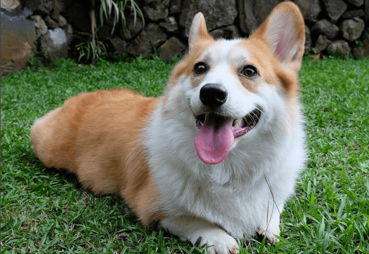 Corgis PH