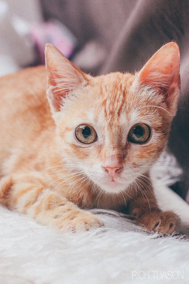 Ginger CARA cat for adoption