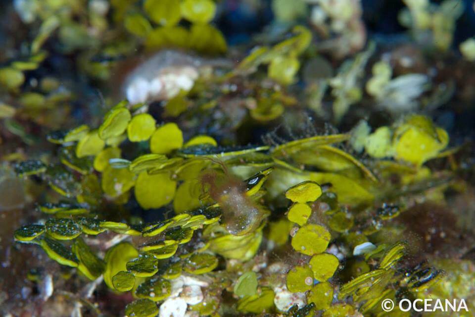 Green Algae 2016 Benham Bank Expedition - Oceana Philippines