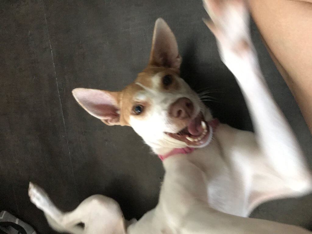 HELP MAS DOGS Maddie rescued dog