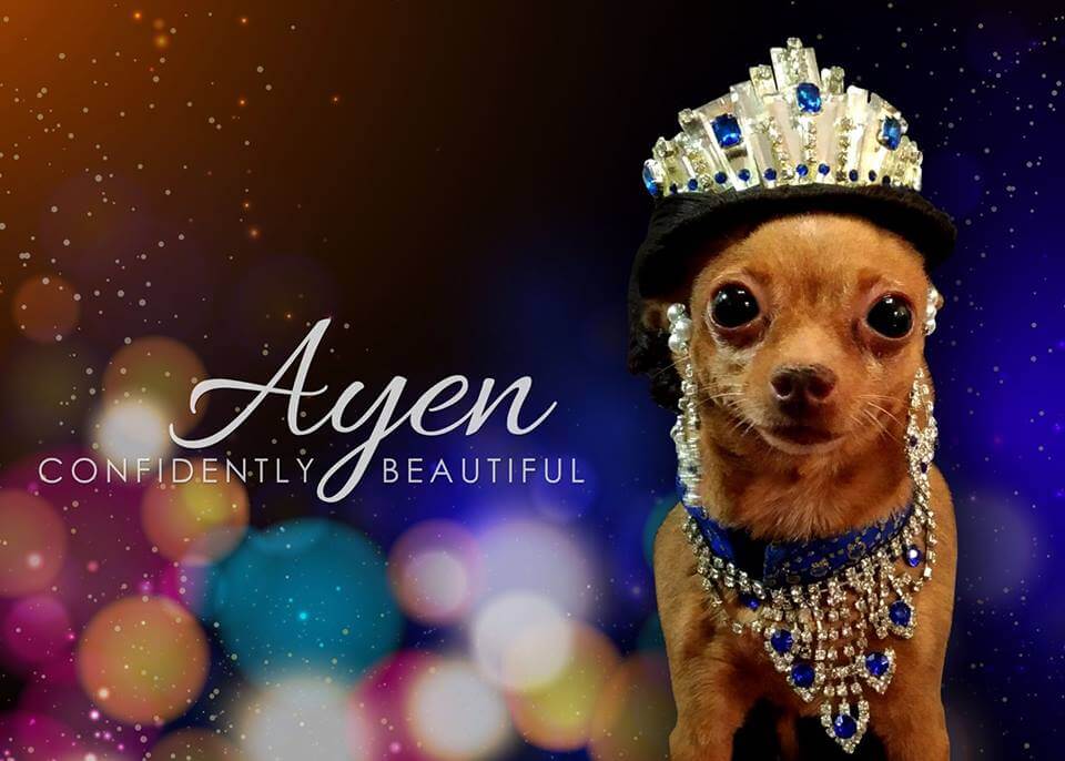 beauty Queen Ayen adopted chihuahua dog