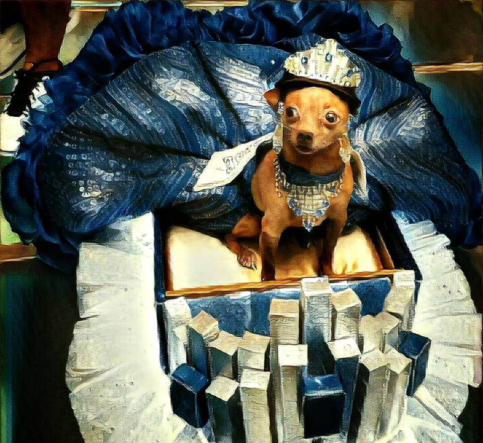 beauty Queen Ayen adopted chihuahua dog