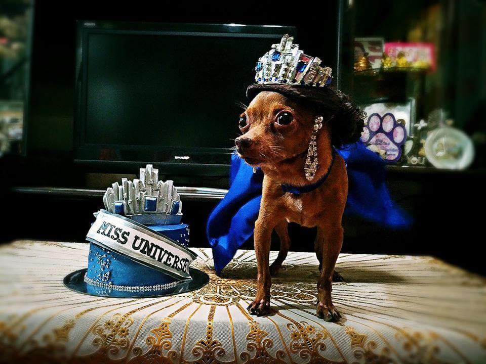 beauty Queen Ayen adopted chihuahua dog