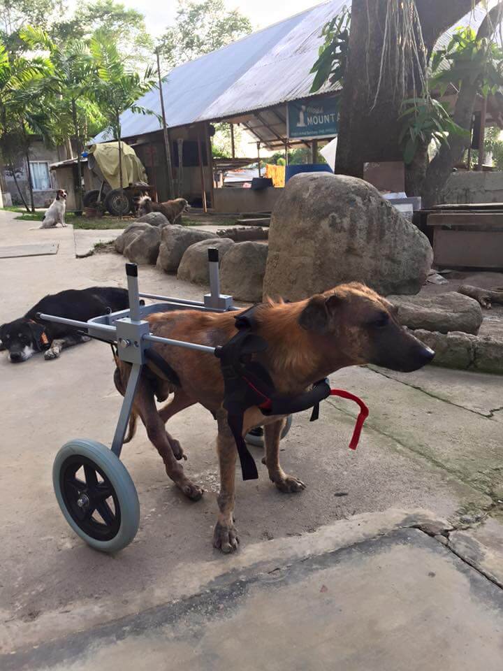 Dogs-Mountain-Philippines-disabled-dog