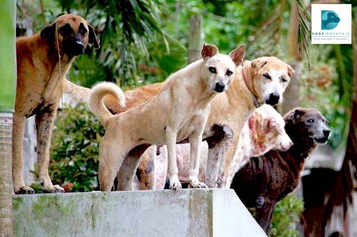 Dogs-Mountain-Philippines-senior-dogs