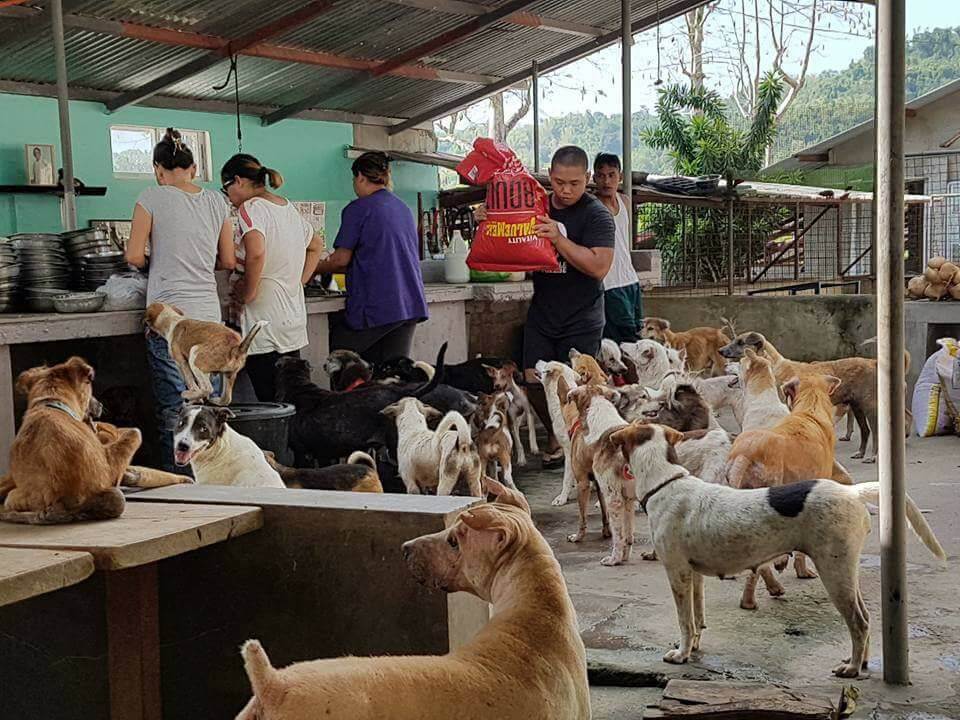 Dogs-Mountain-Philippines-waiting-for-lunch