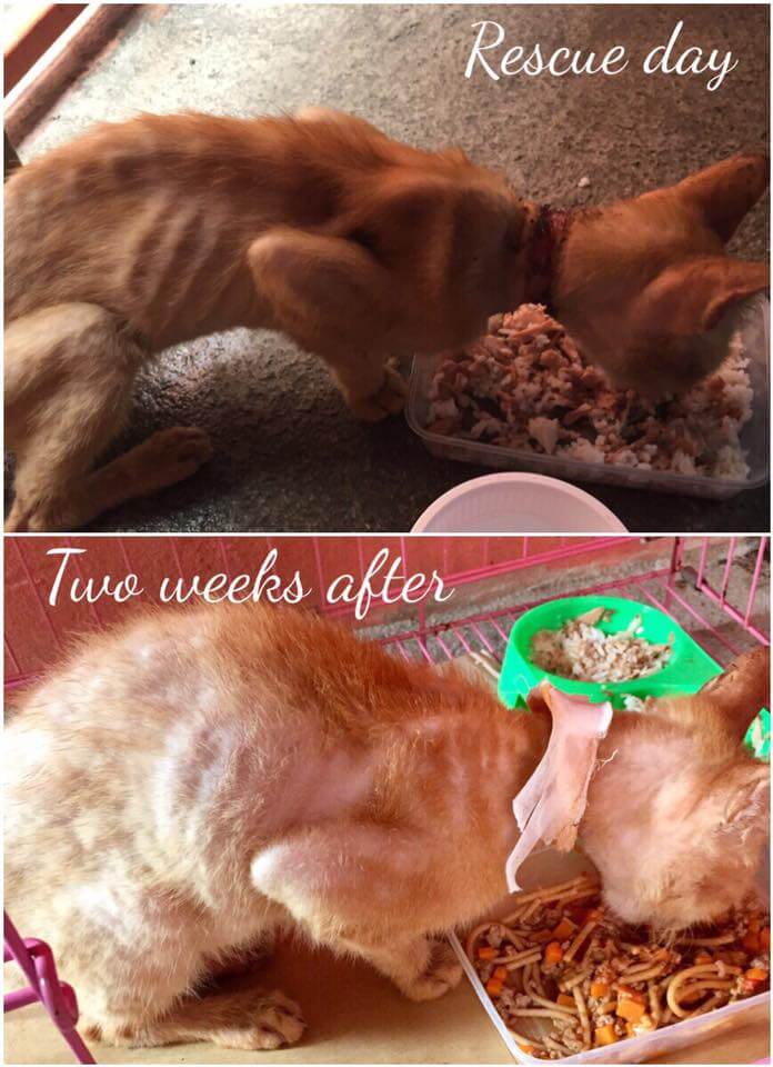 Rescued Cat Story - Ginger and the Poms by Liza Fielder